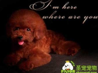 贵宾狗美容,造型与护理技巧解析
