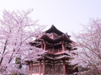 青龙寺樱花,千年古寺春韵盎然——青龙寺樱花盛放记